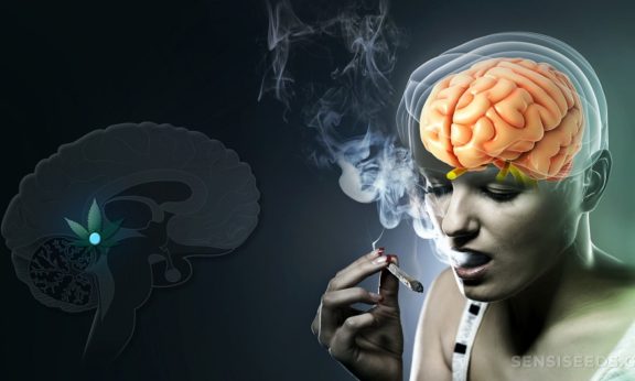 cannabis affects the brain