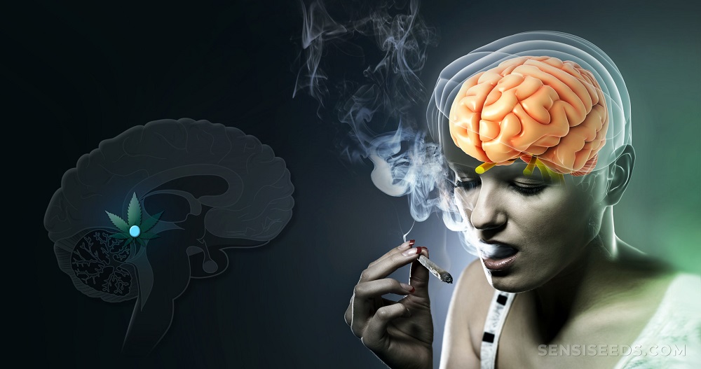 cannabis affects the brain